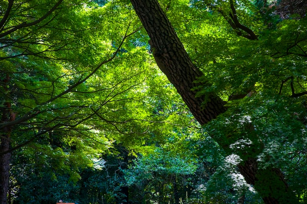 Japan Tokyo summer peaceful Ueno Park plant forest