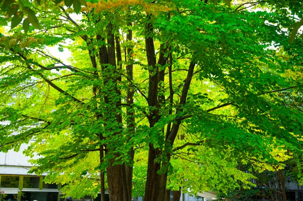 Japan Tokyo Ueno Park summer park green trees apricot trees