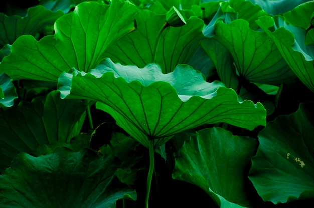 Japan Tokyo Ueno Park summer Shinobu pond elegant lotus