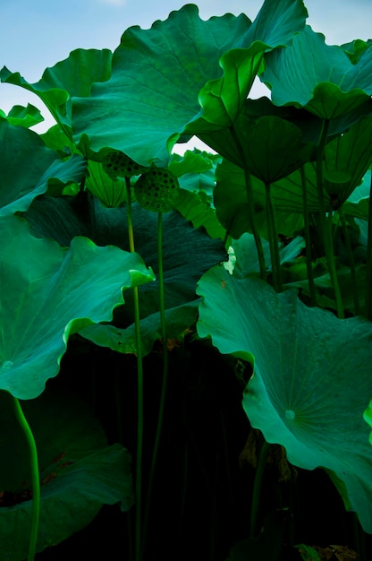 Japan Tokyo Ueno Park summer Shinobu pond elegant lotus