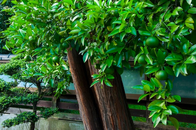 Japan Tokyo Ueno Toshogu park centuryold tangerine tangerine tree