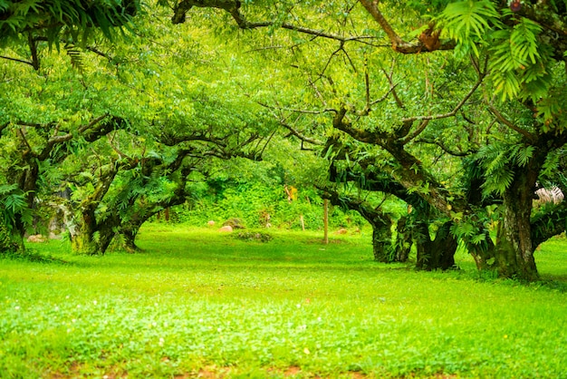 Japanese apricot garden. Soft focus.