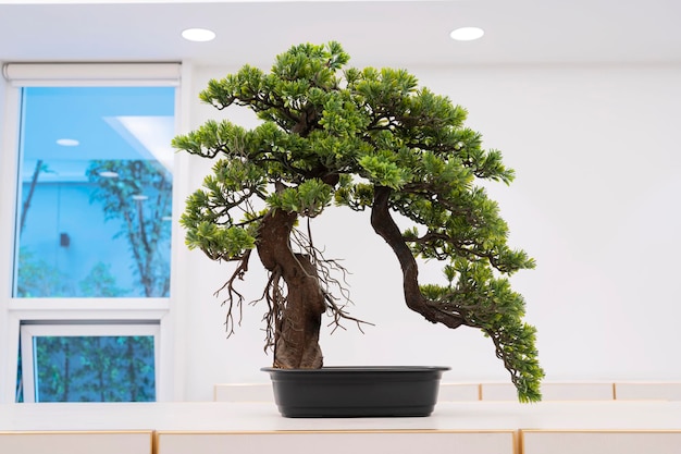 Japanese bonsai for my hobby placed in a white room to make it stand out