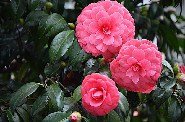 Japanese camellia beautiful pink flowers in the garden