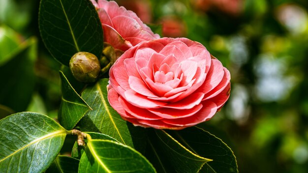 Photo japanese camellia camellia japonica on a spring sunny day in a park in germany red roselike camellia flowers