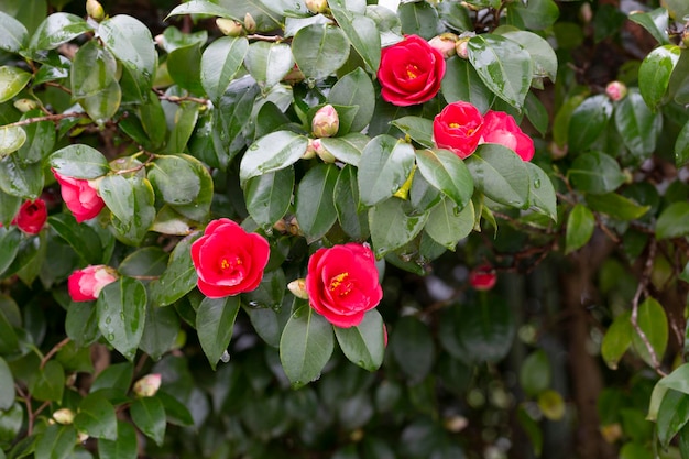 Japanese Camellia Camellia japonica in sunny spring day Red roselike blooms camellia flower and buds with evergreen glossy leaves on shrub