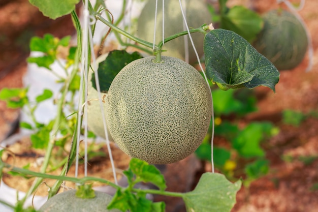 Japanese Cantaloupe Melon farm