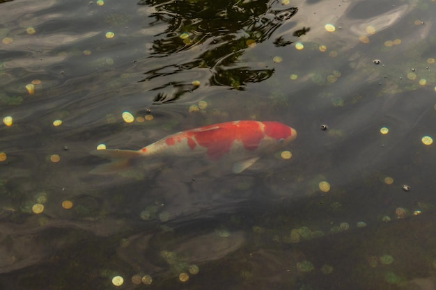 Japanese Carp in the dark water