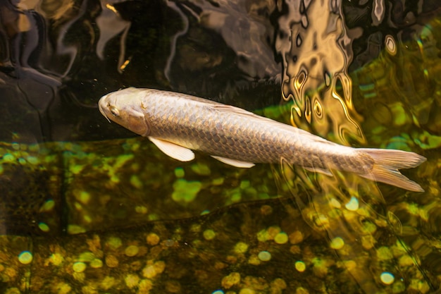 Japanese Carp in the dark water