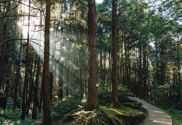 Japanese Cedar trees in the forest with through sunlight ray in Alishan National Forest Recreation Area in Chiayi County, Alishan Township, Taiwan.