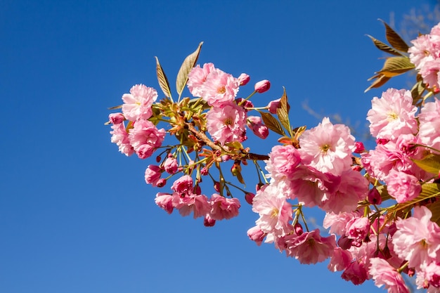 Japanese cherry blossom branch in spring