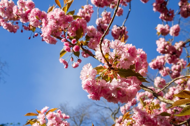 Japanese cherry blossom branch in spring