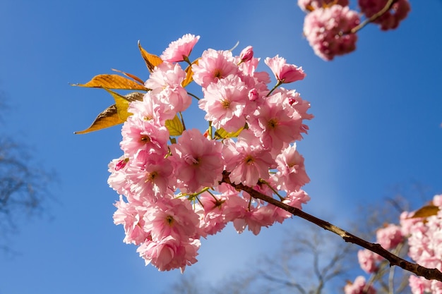 Japanese cherry blossom in spring Closeup view