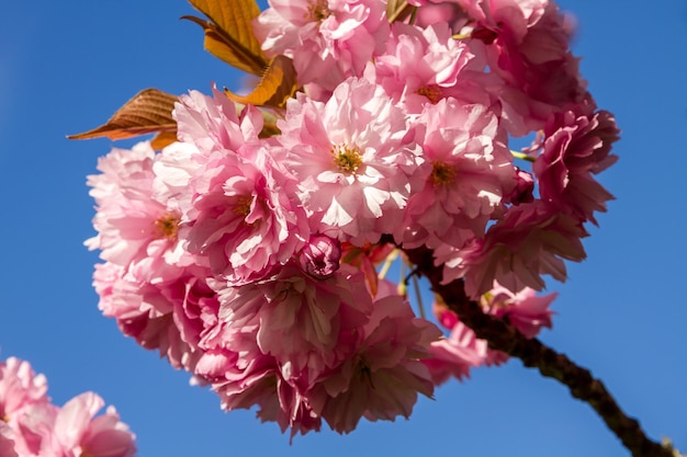 Japanese cherry blossom in spring Closeup view