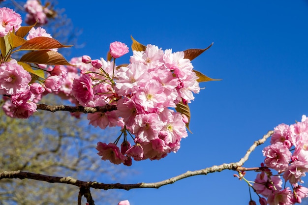 Japanese cherry blossom in spring Closeup view