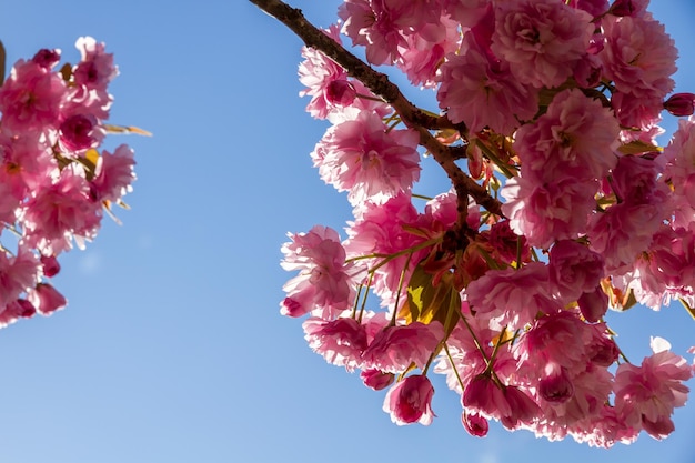 Japanese cherry blossom in spring Closeup view