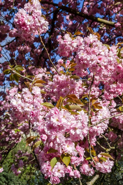 Japanese cherry blossom in spring Macro view