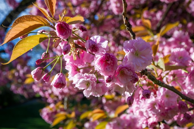 Japanese cherry blossom in spring Macro view