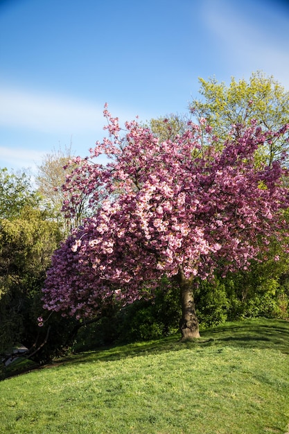 Japanese cherry blossom in spring