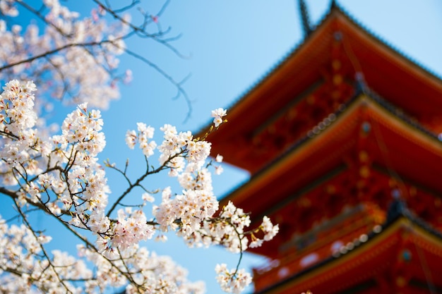 Japanese Cherry Blossoms Sakura and a traditional pagoda under a clear sky on spring in Kyoto