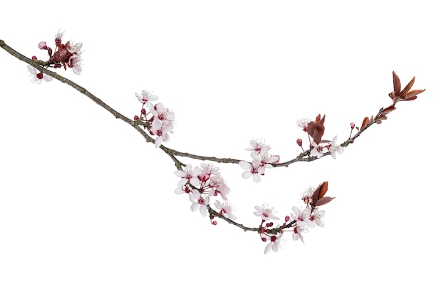 Japanese Cherry branch, isolated on white