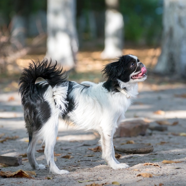 Japanese Chin, six months old puppy, outdoor standing on the sand ground.