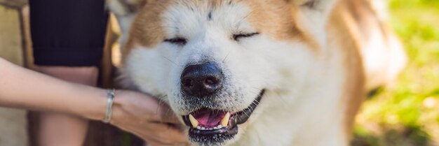 Japanese dog akita inu portrait with young woman outdoors banner long format