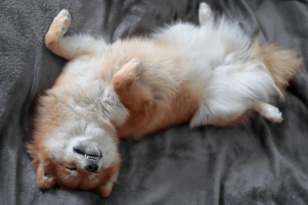 Japanese dog shiba inu puppy sleeps Cute fluffy dog