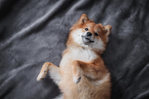 Japanese dog shiba inu puppy sleeps Cute fluffy dog