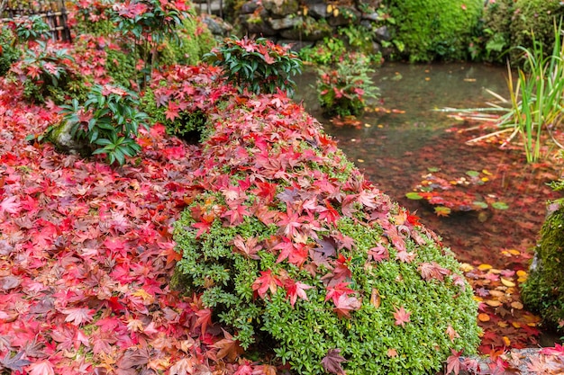 Japanese garden in autumn