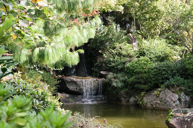 Japanese garden lake in Montevideo Uruguay