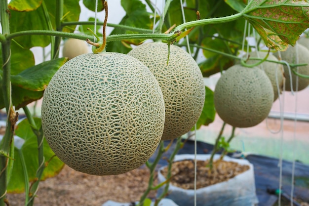 Japanese green cantaloupe with green leaves background in field Fresh melon on tree in garden