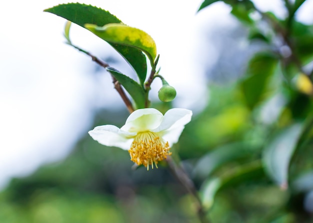 Japanese green tea flower Top of Green tea leaf in the morning