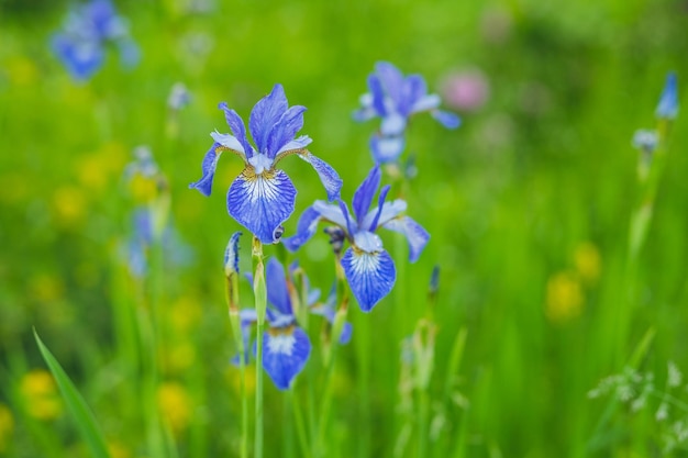 Japanese irisBeautiful blue iris in the garden iris flowers closeup on green garden background Sunny day Large cultivated flowers Iris germanica iris flowers are growing in garden