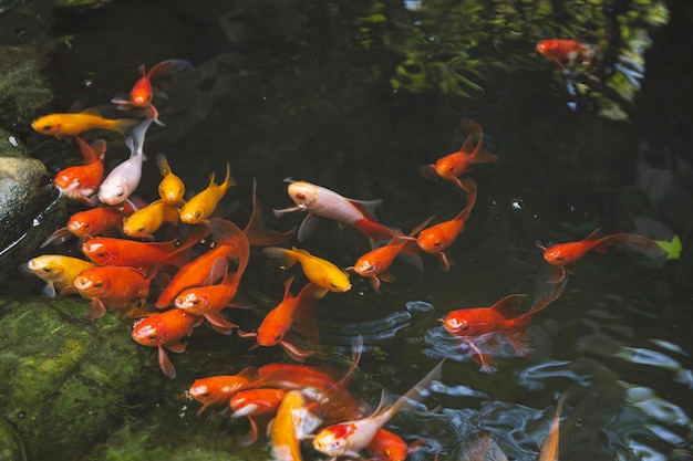 Japanese koi in the pond begging for food Nature background with red fish