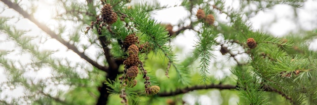 Japanese larch fresh green leaves of japanese larch larix kaempferi in summer larch cones on a branc