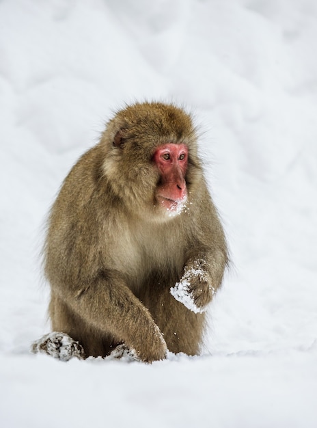 Japanese macaque is sitting in the snow. Japan. Nagano. Jigokudani Monkey Park.