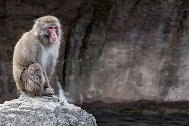 Japanese macaque monkey portrait look at you