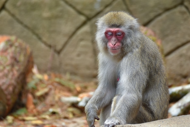 Japanese macaque monkey