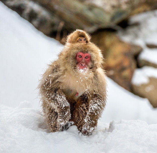 Japanese macaque sitting in the snow