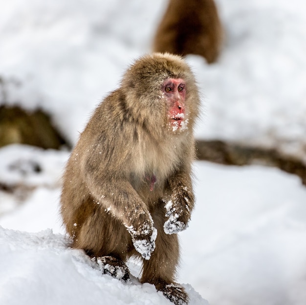 Japanese macaque sitting in the snow