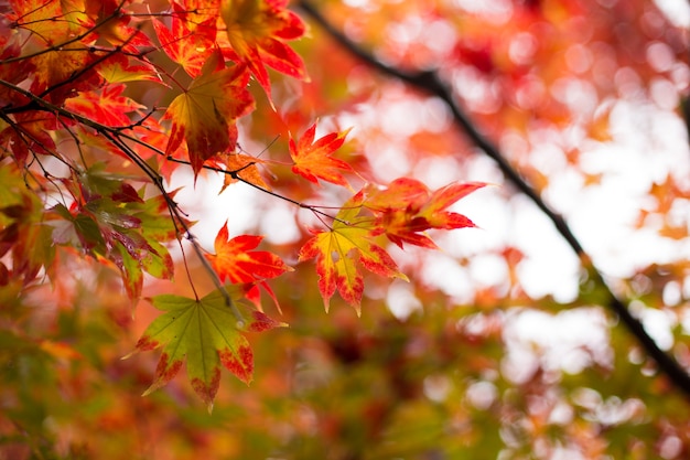 Japanese maple for background.