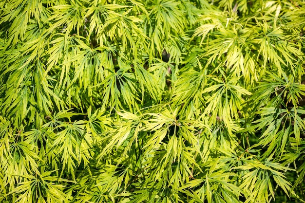 Japanese maple tree closeup view