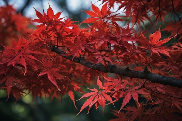 Photo a japanese maple tree with bright red leaves