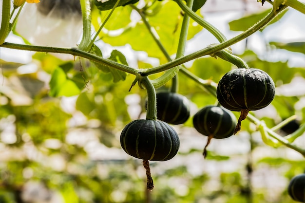 Japanese pumpkins growing in organic vegetable farm.