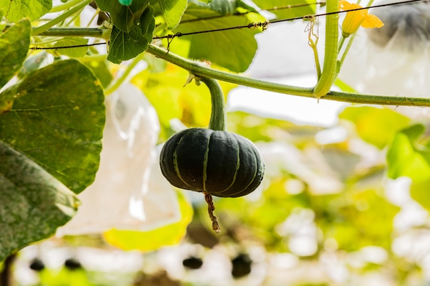 Japanese pumpkins growing in organic vegetable farm.