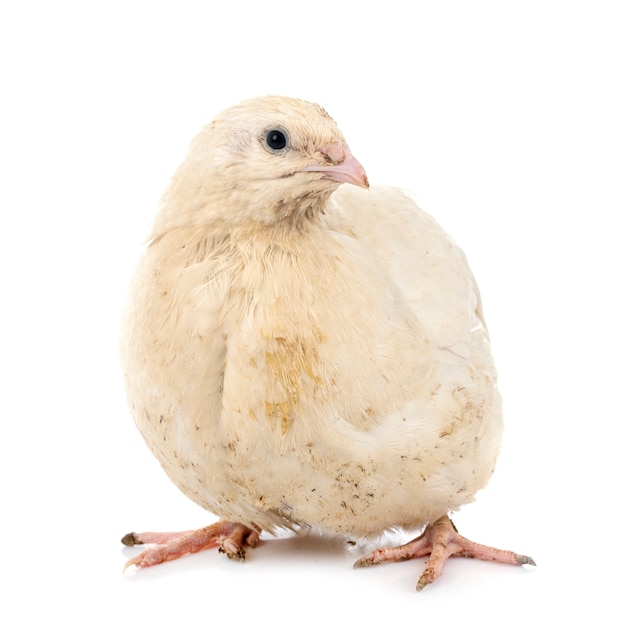 Japanese quail isolated on white