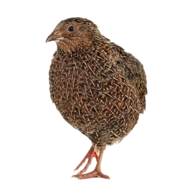 Japanese quail walking, isolated on white