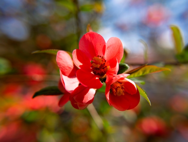 Japanese quince flowers. Chaenomeles, small red flowers in spring time in sunny day