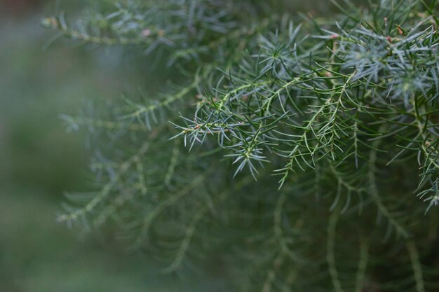 Photo japanese red cedar or cryptomeria japonica